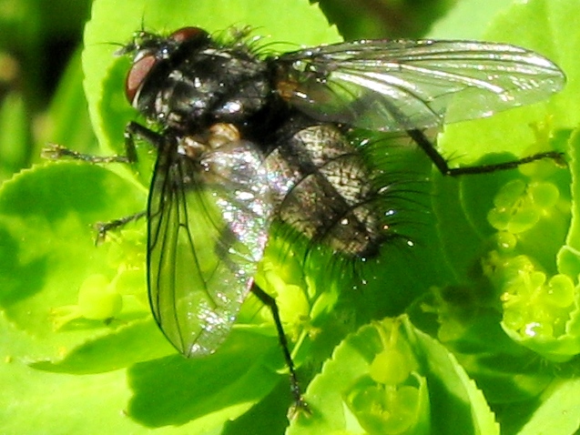 Tachinidae